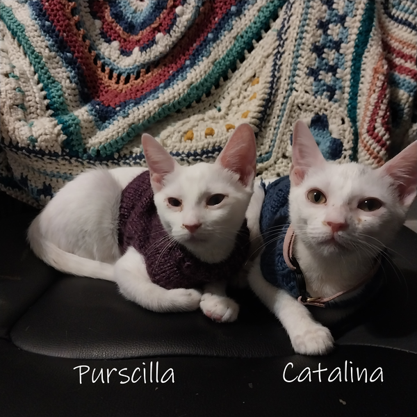 Purscilla #sister-of-Catalina