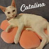 adoptable Cat in houston, TX named Catalina #sister-of-Purscilla
