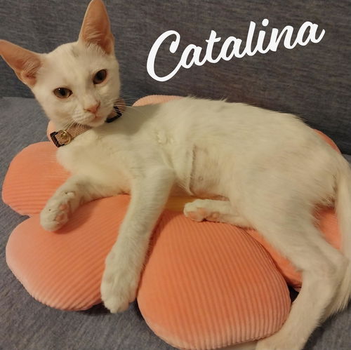 picture of the cat needing adoption