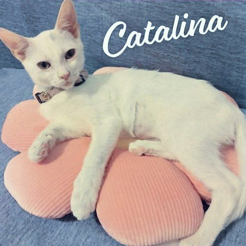 picture of the cat needing adoption