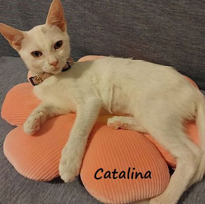 adoptable Cat in Houston, TX named Catalina #sister-of-Purscilla