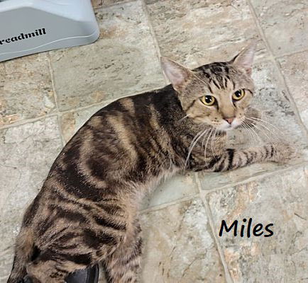 adoptable Cat in Houston, TX named Miles #front-desk-greeter