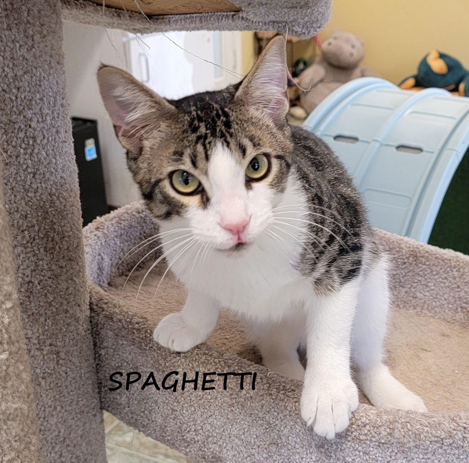 adoptable Cat in Houston, TX named Spaghetti #bestie-of-Tater-Tot