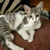 adoptable Cat in Sugar Land, TX named Tom #loves-life