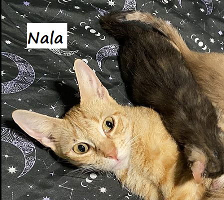 adoptable Cat in Houston, TX named Nala #brave-savior