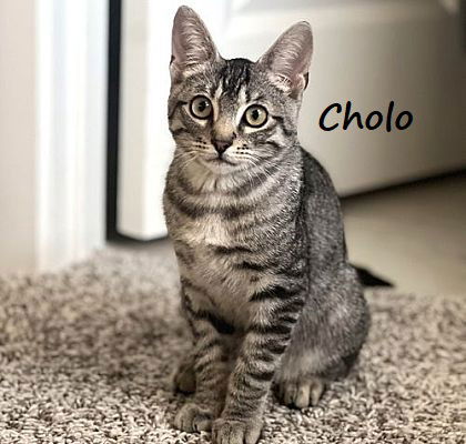 adoptable Cat in Houston, TX named Cholo #bilingual-cat