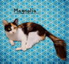 adoptable Cat in  named Magnolia #pretty-calico