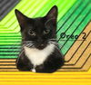 adoptable Cat in Sugar Land, TX named Oreo 2 #tiny-tuxedo