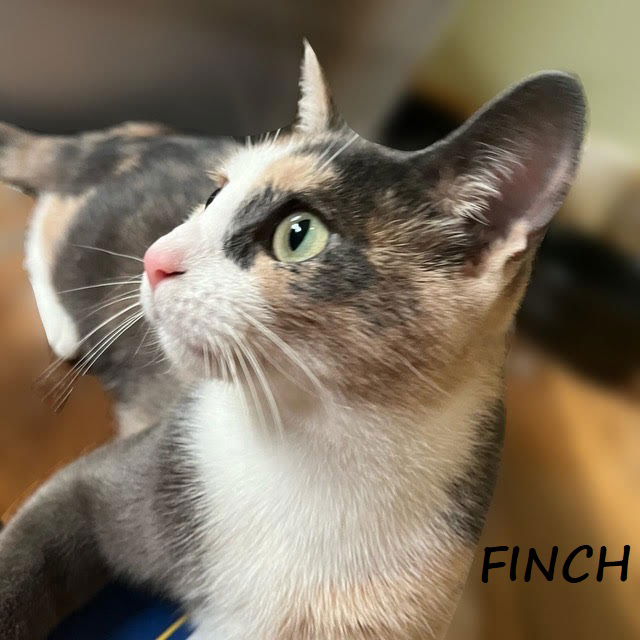 adoptable Cat in Houston, TX named Finch #snuggle-queen