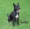 adoptable Dog in  named Willie #loves-his-hoomans