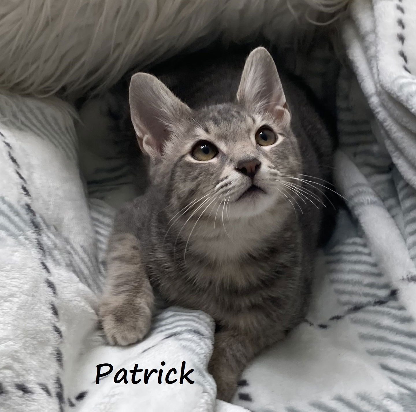 adoptable Cat in Houston, TX named Patrick #bestie-of-Peter