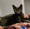 adoptable Cat in Houston, TX named Ozzy #sugar-and-spice