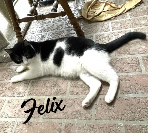 picture of the cat needing adoption