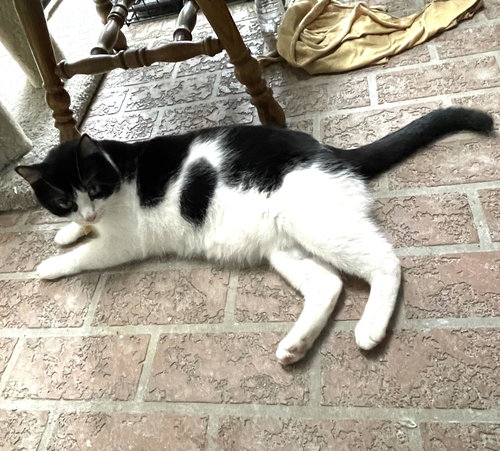 FELIX #BONDED-TO-SQUEAKERS - Tuxedo / Domestic Short Hair available for adoption