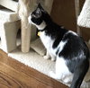 Felix #bonded-to-Squeakers - Photo 3
