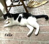 adoptable Cat in  named Felix #bonded-to-Squeekers