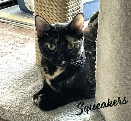 picture of the cat needing adoption