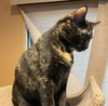 Squeakers #bonded-to-Felix - Photo 3