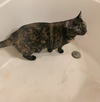 Squeakers #bonded-to-Felix - Photo 4
