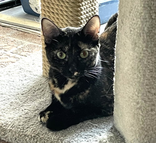 SQUEAKERS #BONDED-TO-FELIX - Tortoiseshell / Domestic Short Hair available for adoption