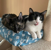 Squeakers #bonded-to-Felix - Photo 5
