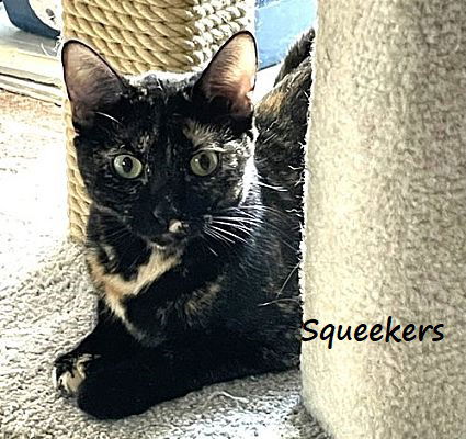 adoptable Cat in Houston, TX named Squeekers #bonded-to-Felix