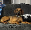 adoptable Dog in  named Rex #mellow-fellow