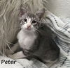 adoptable Cat in Houston, TX named Peter #bestie-of-Patrick