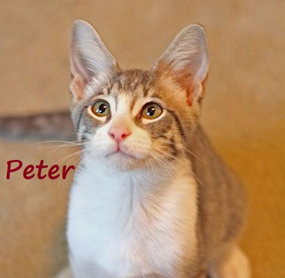 adoptable Cat in Houston, TX named Peter #bestie-of-Patrick