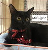 adoptable Cat in Sugar Land, TX named Midnight #mr-congenial