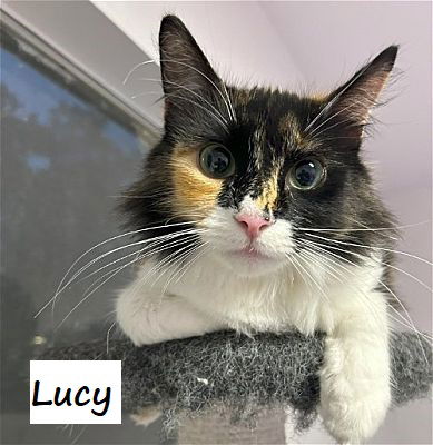 adoptable Cat in Houston, TX named Lucy #fluffy-tail-bunch