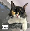 adoptable Cat in  named Lucy #fluffy-tail-bunch