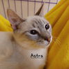 adoptable Cat in Sugar Land, TX named Astra #so-special