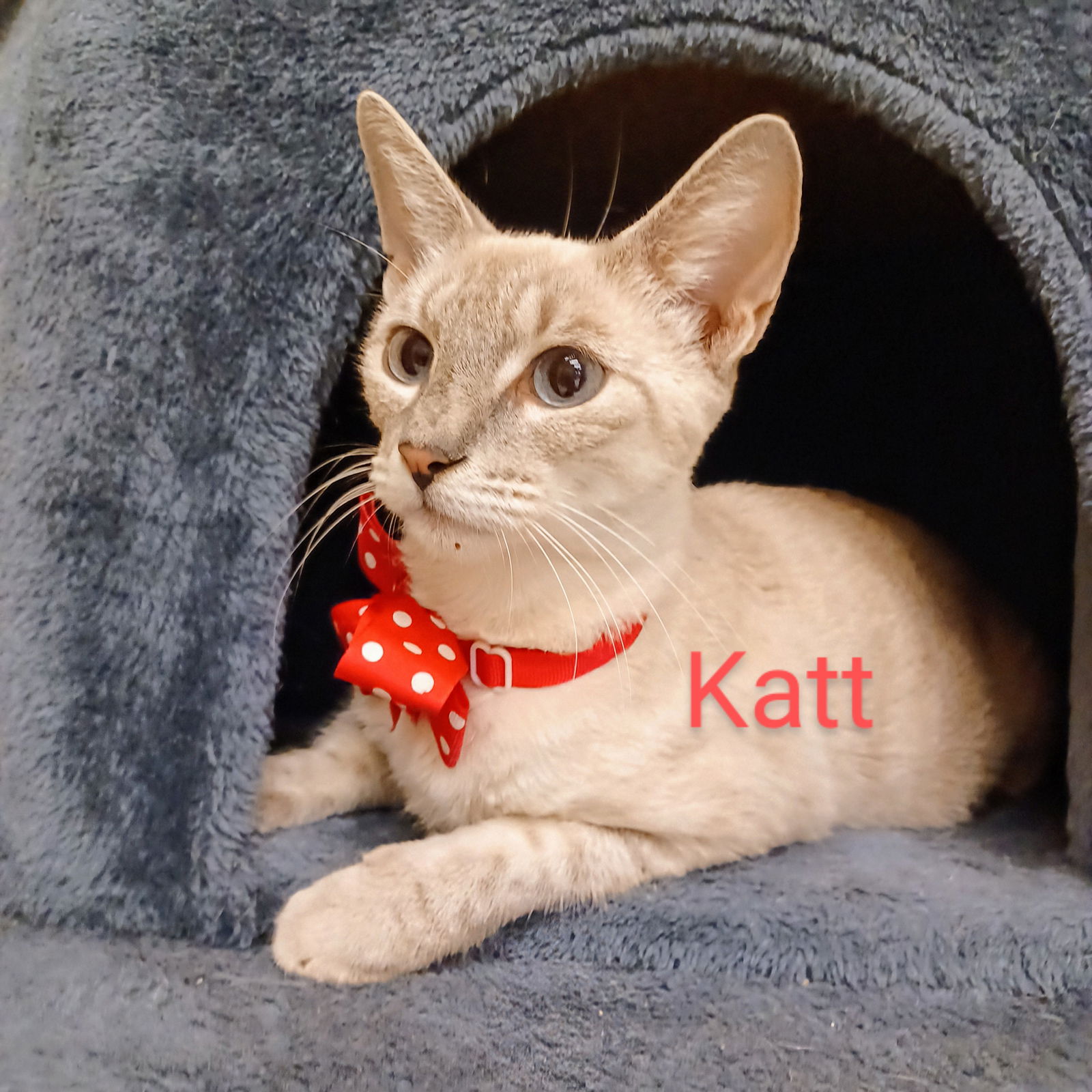 adoptable Cat in Houston, TX named Katt #beyond-amazing