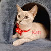 adoptable Cat in  named Katt #beyond-amazing