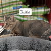 adoptable Cat in Sugar Land, TX named Tickle #great-conversationalist