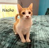 adoptable Cat in Sugar Land, TX named Nacho #loves-the-camera