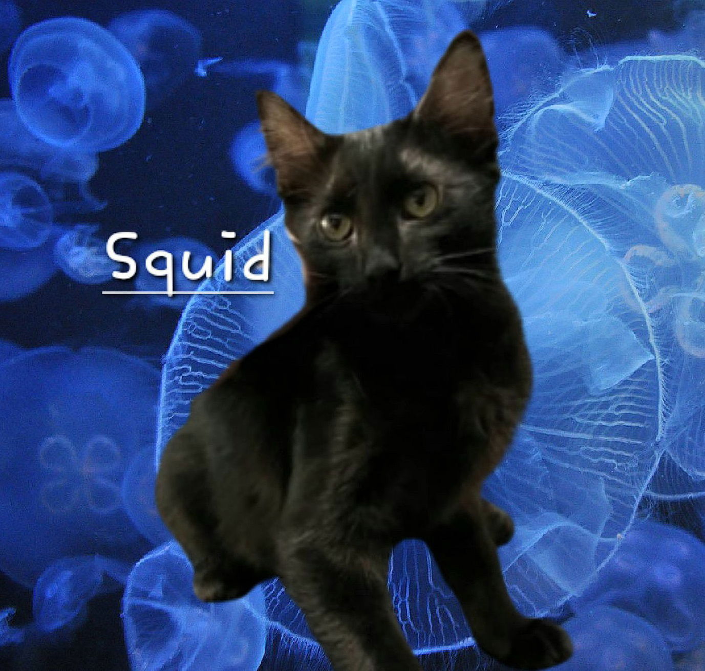 adoptable Cat in Sugar Land, TX named Squid #lover-boy