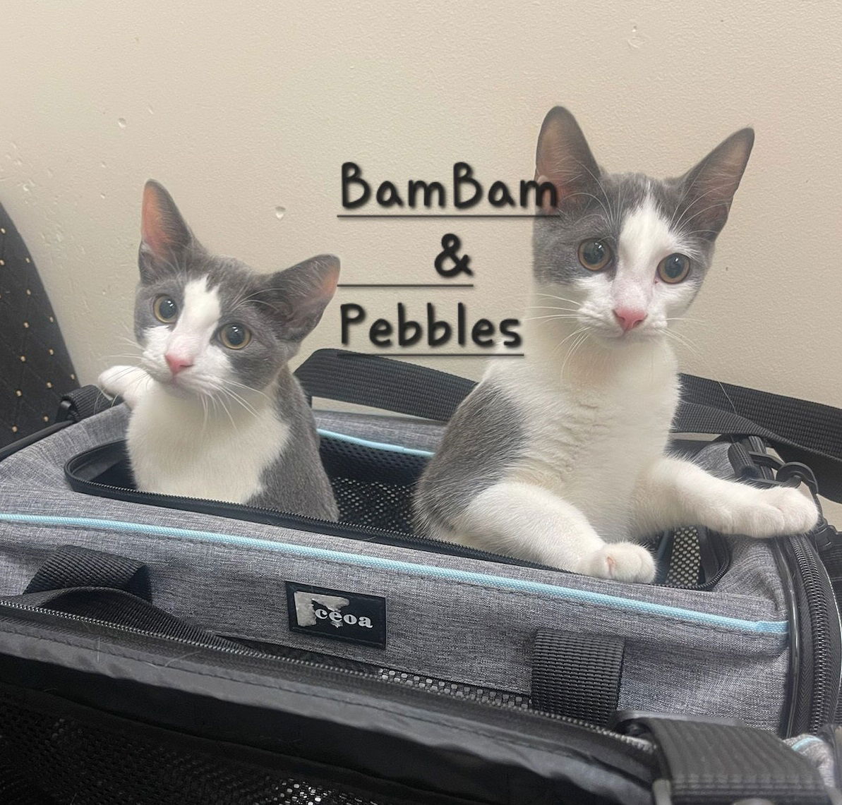 adoptable Cat in Sugar Land, TX named BamBam & Pebbles #sisters