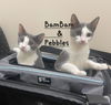 adoptable Cat in  named BamBam & Pebbles #sisters