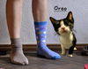 adoptable Cat in Sugar Land, TX named Oreo #mismatched-socks