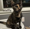 adoptable Cat in  named Waffle #pretty-tortie