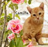 adoptable Cat in Sugar Land, TX named Camellia #the-smart-one