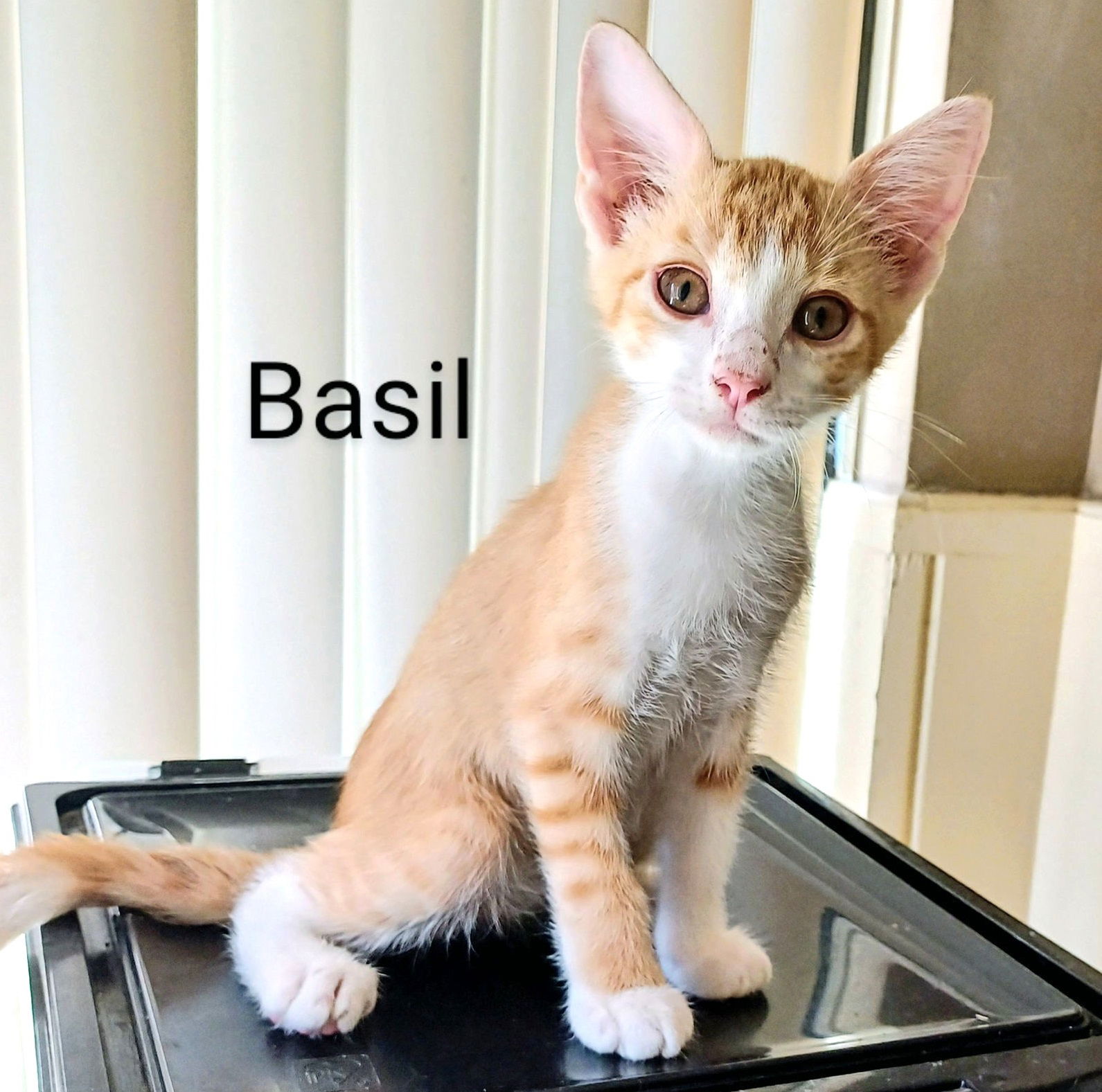 adoptable Cat in Sugar Land, TX named Basil #one-in-a-million