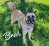 adoptable Dog in houston, TX named Bear #ice-blue-eyes