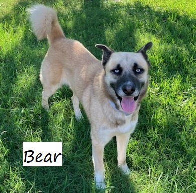 adoptable Dog in Houston, TX named Bear #ice-blue-eyes