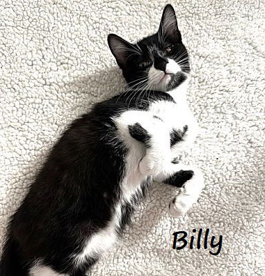 adoptable Cat in Houston, TX named Billy #Hocus-Pocus-crew