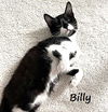 adoptable Cat in  named Billy #Hocus-Pocus-crew