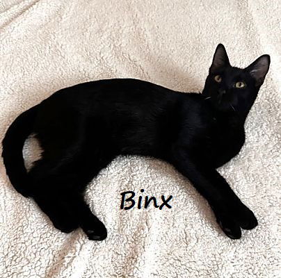 adoptable Cat in Houston, TX named Binx #Hocus-Pocus-crew