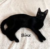 adoptable Cat in  named Binx #Hocus-Pocus-crew